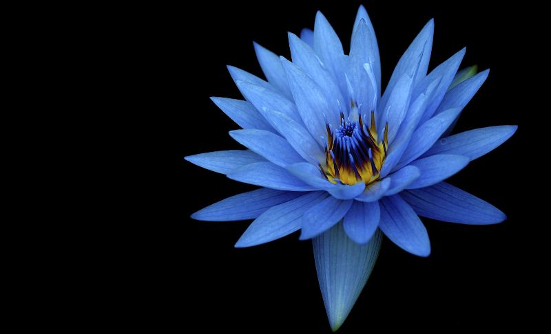 blue_flower_hd1080p