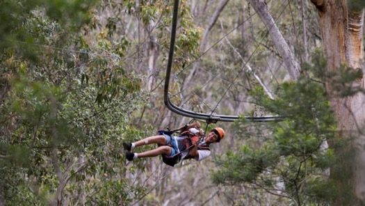 TreeTop Crazy Rider