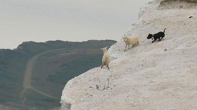 sahibinden kaçan köpek