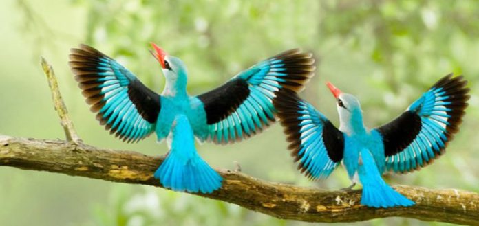 Kuş Fotoğrafçılığı için 10 Tavsiye