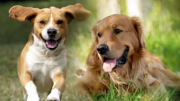 Rüyada Köpek Görmek Ne Anlama Gelir? Cepkolik
