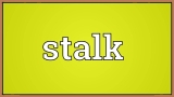 Stalk Ne Demek? Stalk Yapmak Nedir?