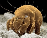 Sakın Yatağınızı Toplamayın