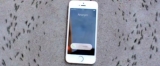 Karıncaların İPhone’a Verdiği Tepki